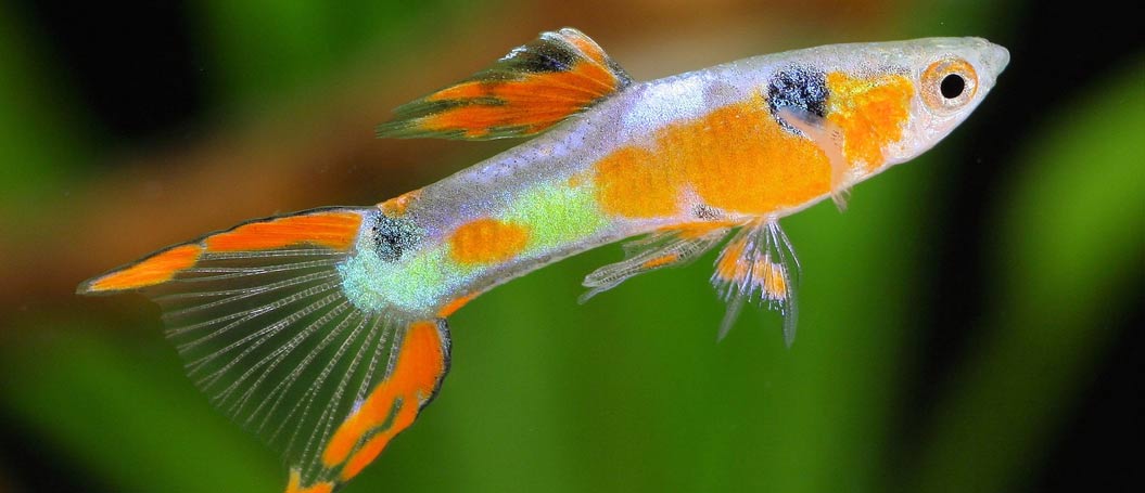 免费ddos在线攻击