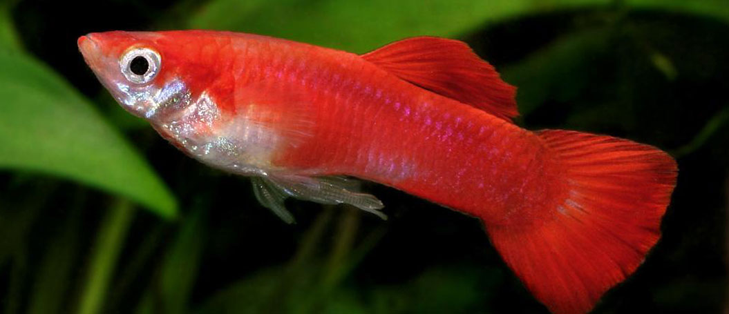 ddos在线压力测试平台