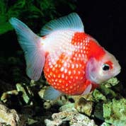 纯净无插件的攻击网站的方法