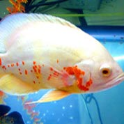 ddos攻击ip软件下载